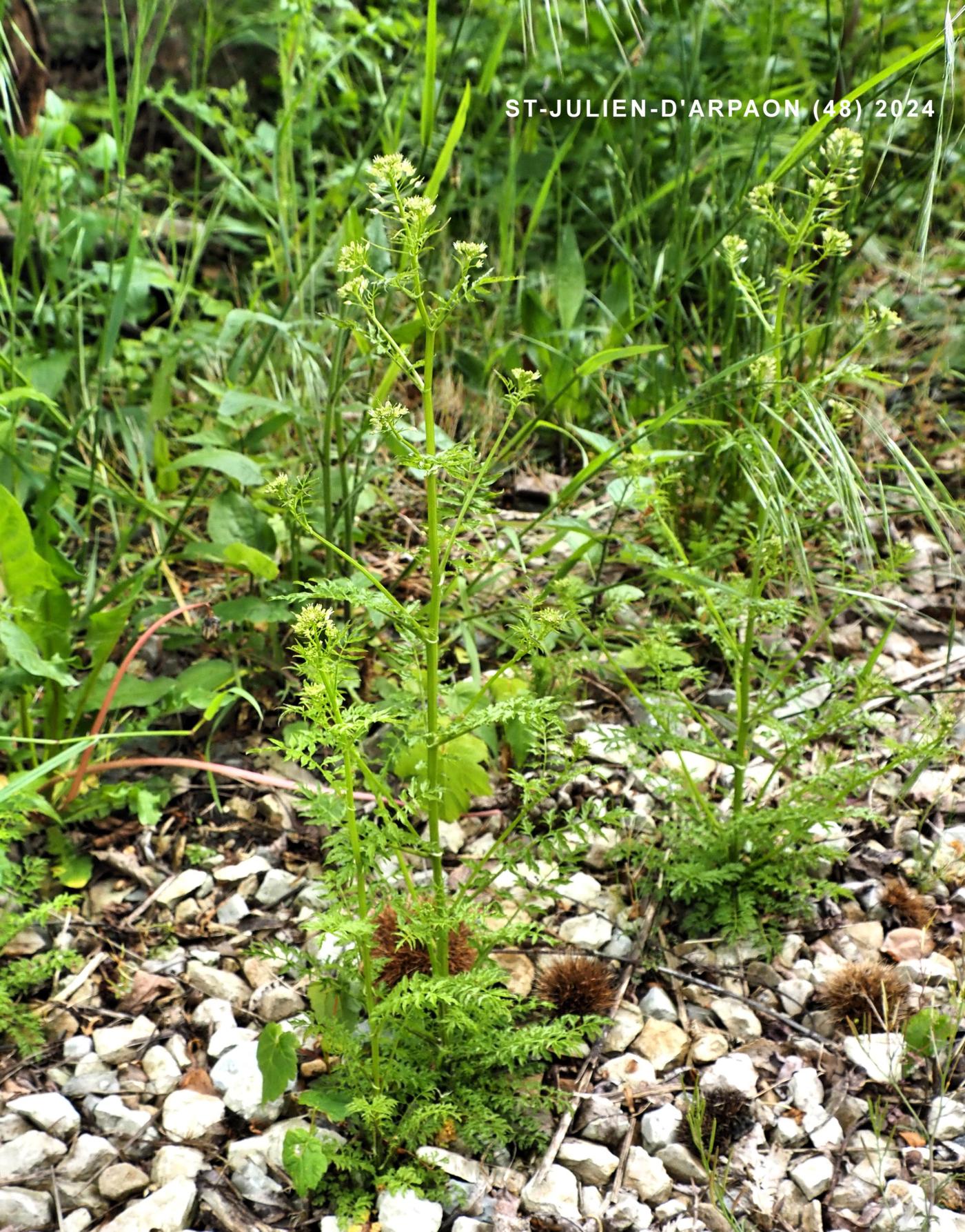 Bittercress, Narrow-leaved plant